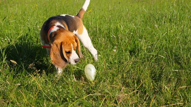 Playful dog walk around small inflated balloon lying on grass, wary of toy which may burst with loud sound. Curious beagle go about with caution, sniff dangerous item