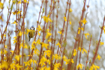 Proud bluetit/nun in the branches of a forsythia with yellow blossoms in spring with vibrant colors 