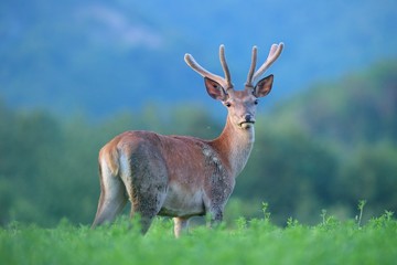 Obraz premium Surprised young red deer, cervus elaphus, stag with antlers in velvet looking to camera at dusk in morning. Animal on a green field in springtime from back view.