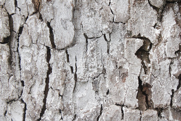 tree bark in the Park is an old tree, a beautiful natural