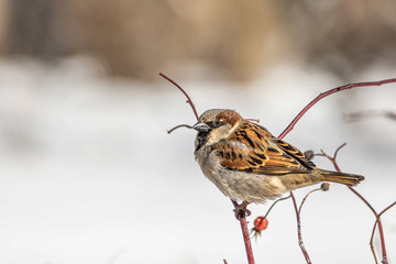 Fun gray and brown sparrow sits on a branch snow in the park in winter on a blurred gray background