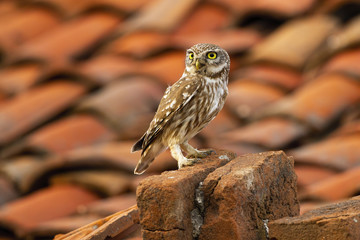 Attentive little owl, athene noctua, sitting on a brick in farmland with red tiled roof in background. Alert wild bird in urban environment looking with copy space. Animal on a old house.