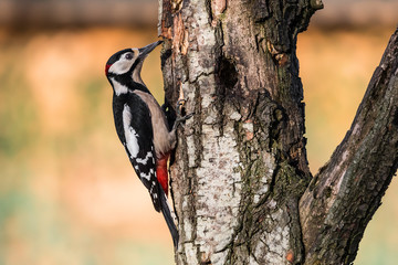 red woodpecker laid on a branch in tuscany - obrazy, fototapety, plakaty