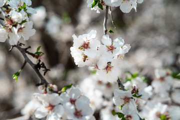 Obraz premium blooming almond tree white flowers