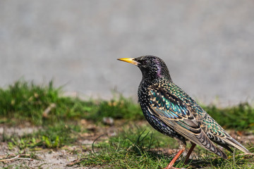 A black starling with a rainbow plumage and a yellow beak on a spring day stands on the grass in the park. Close-up. Blurred gray background. Wildlife.