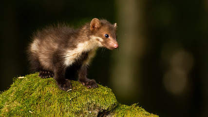Naklejka na ściany i meble Baby beech marten, martes foina, standing rock covered in green moss inside forest. Little mammal exploring nature on sunny day with copy space. Animal wildlife.