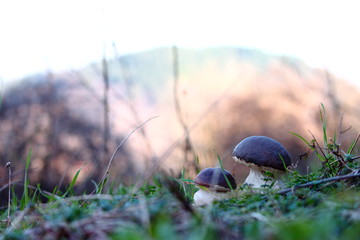 Landscape Porcino