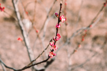 Tree branches with the landscape in the background