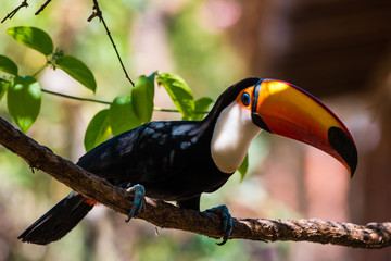 Toco toucan on a tree