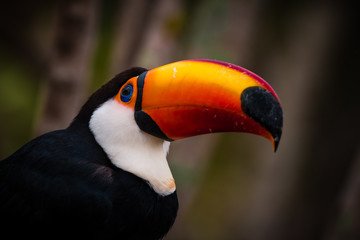 toucan close up