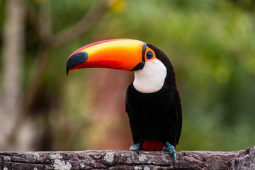 colorful toucan
