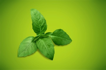 Basil.
