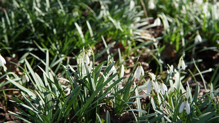 The first spring flowers, snowdrops.Macro shooting