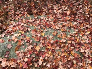 Autumn leaves background