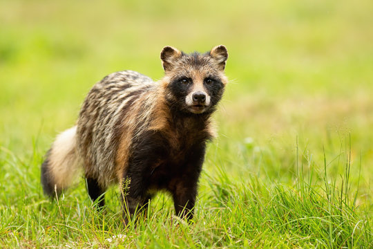 Attentive raccoon dog, nyctereutes procyonoides, on a green meadow in summer from front view. Surprised wild animal with ears staring with copy space in nature.