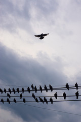 Fototapeta na wymiar Birds that live on electricity