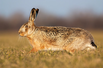 Wild brown hare, lepus europaeus, running on green meadow in springtime at sunset. Animal with long ears walking through field in nature on a sunny day.