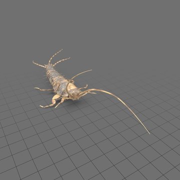 Silverfish 3