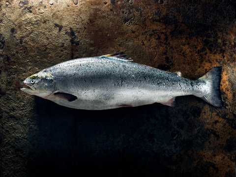 Salmon on rustic metal plate