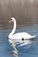 Fairies on the water with swans