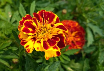 Beautiful bright flower marks belong to the Asteraceae family, an annual plant. This flower is used for medical purposes, it has soft velvety red and orange petals. The green background is blurred