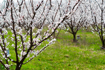 Almond orchard at march