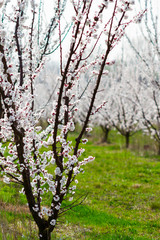 Almond orchard at march