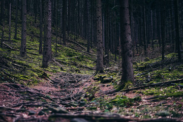 Mystical path in the forest in Saxon Switzerland, Germany