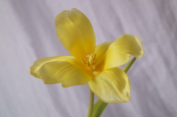Beautiful background with a yellow tulips (Tulipa)