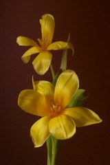 Beautiful background with a yellow tulips (Tulipa)