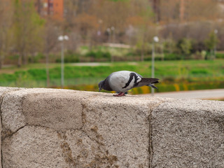 images of a gray pigeon with a single leg. backgroud of Madrid rio park