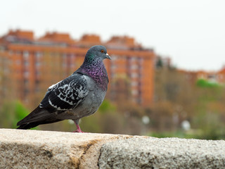 images of a dark dove with a single leg. backgroud of Madrid rio park
