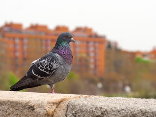 images of a dark dove with a single leg. backgroud of Madrid rio park