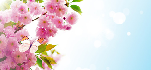 Cherry blossoms over nature background. Spring flowers. Spring Background with bokeh. Butterfly.
