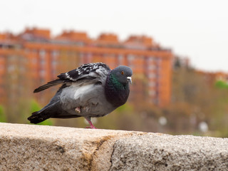 images of a dark dove with a single leg. backgroud of Madrid rio park