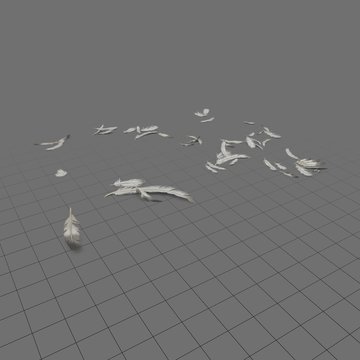 Scattered feathers