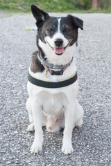 A white and black dog in the nature