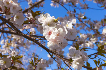 Beautiful white pink flowering Japanese cherry branches. The coming of spring. Sakura. Blue sky in the background. Prunus serrulata