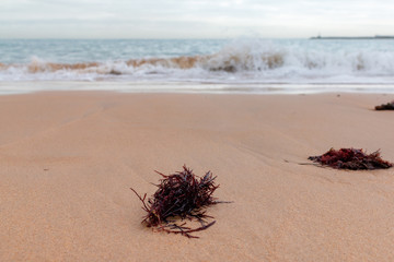 Red seasweed on sandy beach in Cascais, Portugal