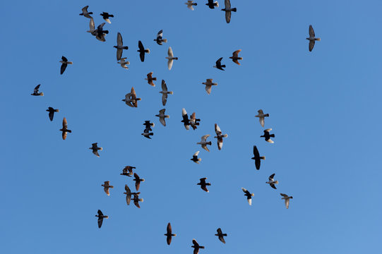 Birds flying high in the sky