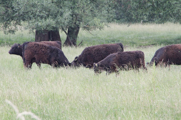 Galloways, Cattle, Galloway cattle, Ohrdruf, Thuringia, Germany, Europe