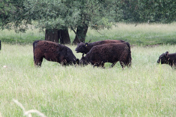 Galloways, Cattle, Galloway cattle, Ohrdruf, Thuringia, Germany, Europe