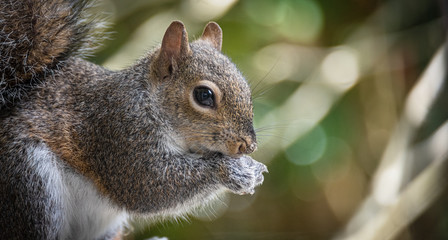 Gray Squirrel