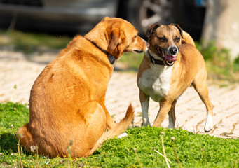 Cachoros a passear