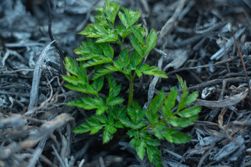  young plant after fire in forest