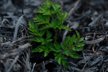  young plant after burning forest