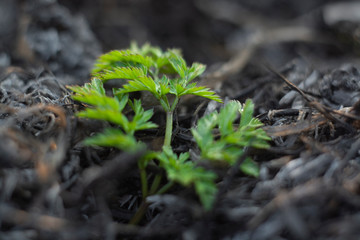  young plant after fire, new life