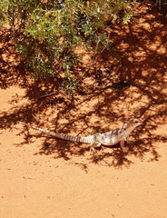 Iguana in the red soil of Valley of Fire State Park, USA