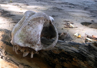 Knochen eines Affenschädels am Strand