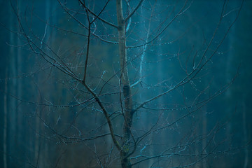 Rainy day. A tree with water droplets on the branches